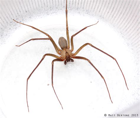 Two Cases of Recluse Spider Bites in NC | NC State Extension