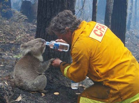 48 Firefighters Who Risked Their Lives To Save Animals | Bored Panda