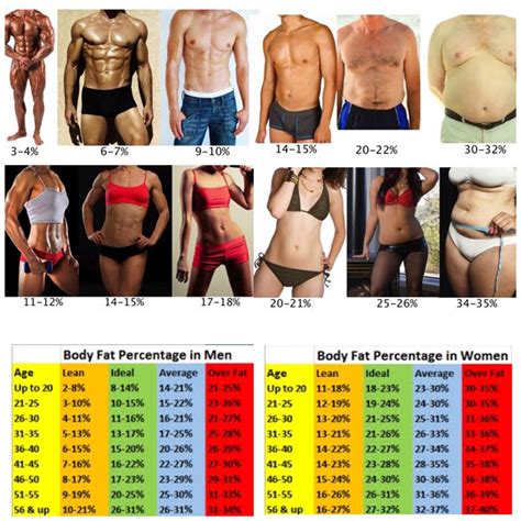 What is my body fat percentage?