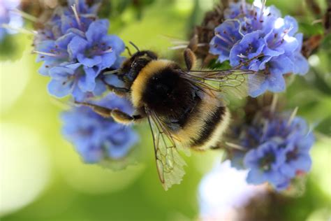 A bee in spring Macro, Insects, Bee, Spring, Animals, Honey Bees, Animales, Animaux, Bees