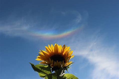 Brief, beautiful circumzenithal arc | Today's Image | EarthSky