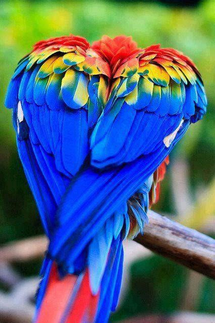 What beautiful feather this bird as! | FEATHERS | Pinterest