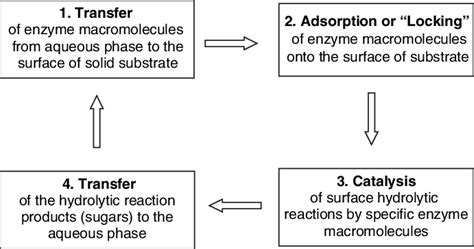 Schematic diagram of the general stages of an enzymatic reaction on a... | Download Scientific ...