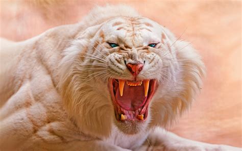 Roaring Wallpaper 4K, White tiger, Blue eyes, Predator