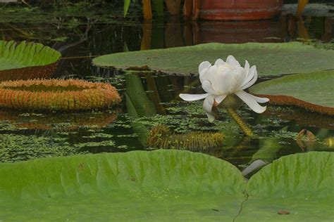 Victoria amazonica - Reuzenwaterlelie, Amazon water lily, Royal water lily, Water maize ...