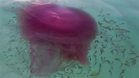 rare jellyfish spotted on florida beach | 13wmaz.com