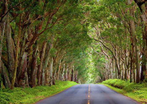 Kauai Tree Tunnel Photograph by Mark Chandler | Pixels