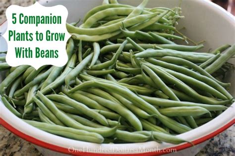 5 Companion Plants to Grow With Beans