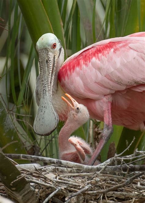 Roseate Spoonbill parent & baby | World birds, Rookery, Roseate spoonbill