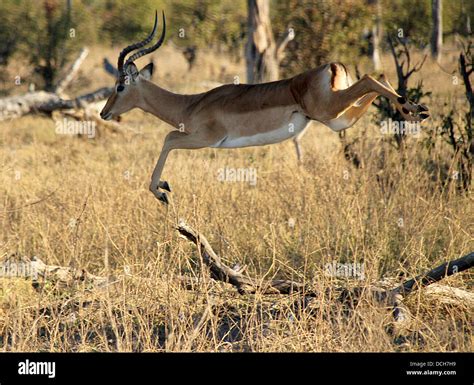 Antelope jumping hi-res stock photography and images - Alamy