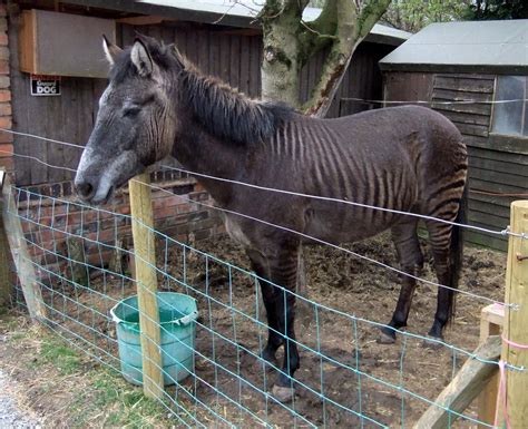 ShukerNature: ZEBRA CROSSINGS - THE DAY I MET A ZORSE, A ZONKEY, AND A ZEEDONK!