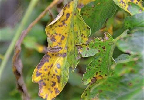 Tomato Plant Leaves Are Turning Brown - Okejely Garden Plant