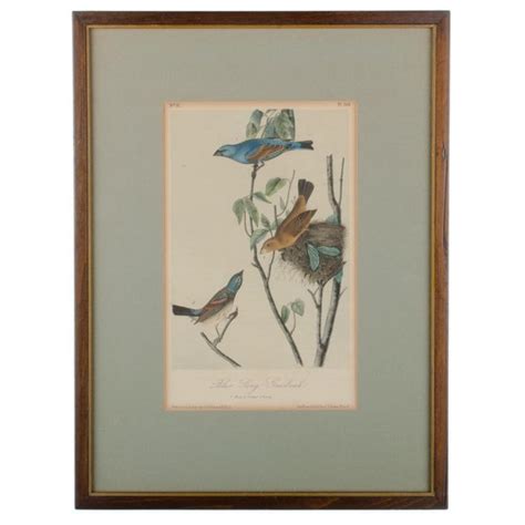 Antique Audubon Birds of America Print | Audubon prints, Birds of america, Audubon birds