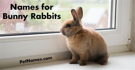 Names for Bunny Rabbits - PetNames.com