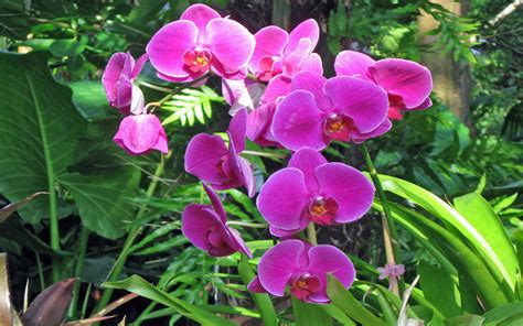 Flowers Pink Orchids Phalaenopsis Tropical Rainforest 1920x1200 ...