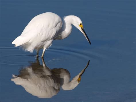 Snowy Egret Facts And Beautiful New Pictures 2013 | Animals HD Images