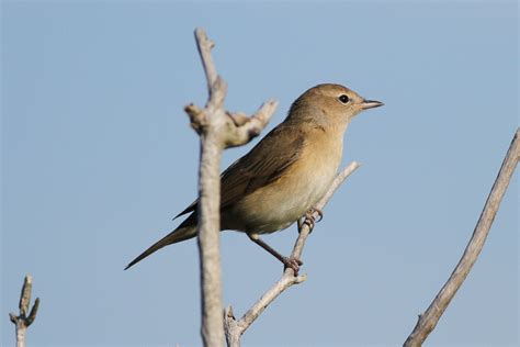 Garden Warbler - song / call / voice / sound.