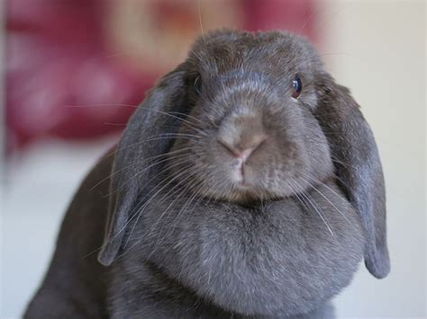 Holland Lop Rabbit Pictures - Inge Regine