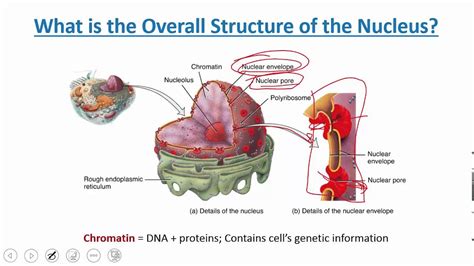 Cellular Level of Organization: Cytoplasm and Nucleus - YouTube