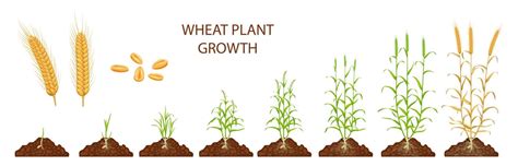 Wheat growth stages, life cycle of cereal plants 22665607 Vector Art at ...