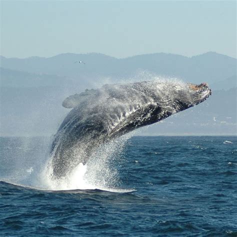 Why Do Whales Jump Into the Air? -- Science of Us