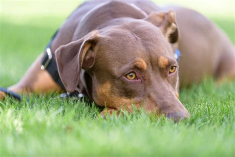 The promise of heartworm prevention: An expert Q&A