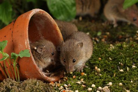 Harvest Mice in Natural Habitat Stock Photo - Image of background ...