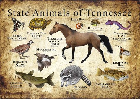 Kentucky State Animals Poster Print - inkart