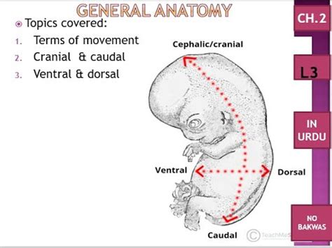 Chapter 2 L2 | Difference bw Cranial & Caudal | Development of tail | Definition | Hindi | Urdu ...