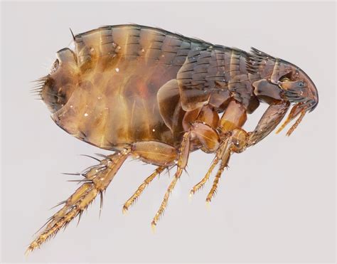 Insect Image of the Week: The cat flea: Ctenocephalides felis