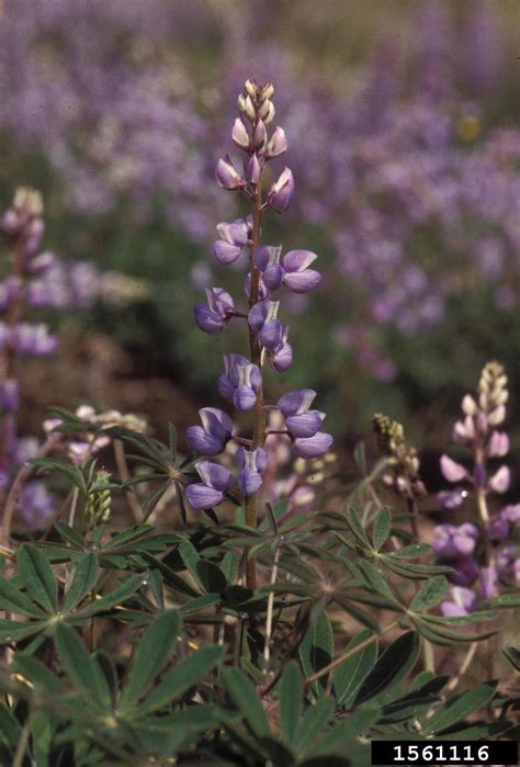 perennial lupine, Lupinus perennis (Fabales: Fabaceae) - 1561116