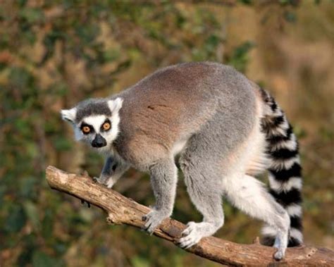 lemur | Description, Types, Diet, & Facts | Britannica.com