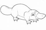 platypus coloring page Platypus pages  Printable Coloring Book sketch template