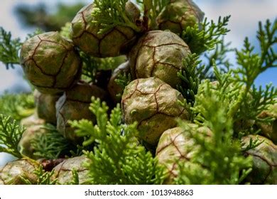 1,134 Cupressus Cones Images, Stock Photos & Vectors | Shutterstock