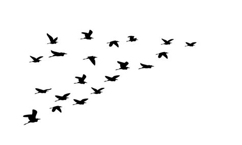 Silhouette of flock of flying birds isolated on white background, perfect for a nature themed ...