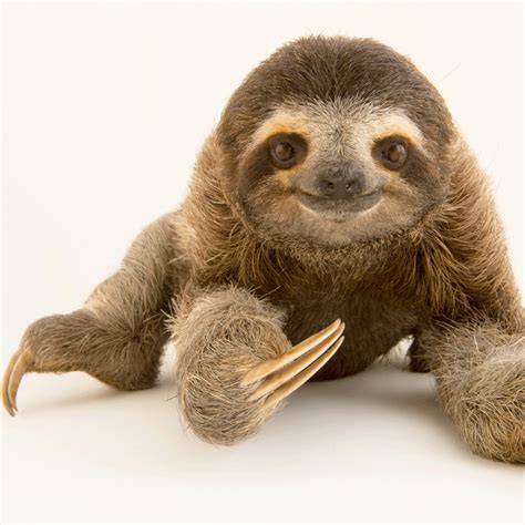 Sloth Feet