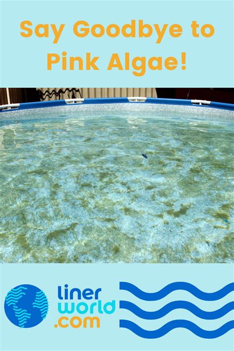 Dealing With Pink Algae in Your Swimming Pool - LinerWorld | Pool, Swimming pools, Pool maintenance