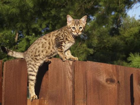 9 Exotic Cat Breeds You've Never Seen Before