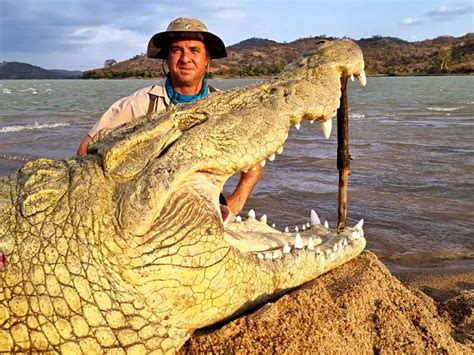 Unforgettable Crocodile Trophy Hunting Adventures