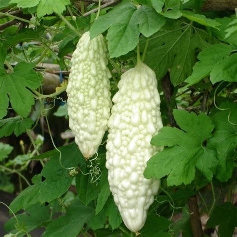 Ampalaya Seeds, White Bittergourd Seeds, Vegetable Seeds#045 – Rooted Retreat