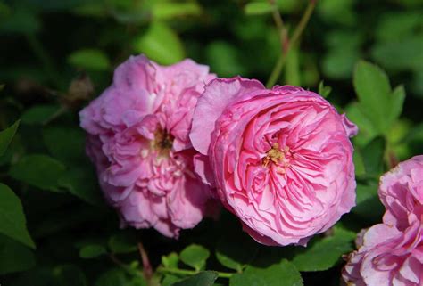 Brenham's Antique Rose Emporium blossoming under new owners
