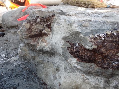 Fossil unearthed near Leduc Alberta - DiscoverAirdrie.com - Local News, Weather, Sports, and Job ...