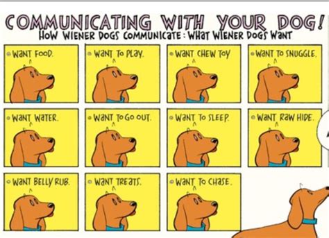 Language Log » Animal communication