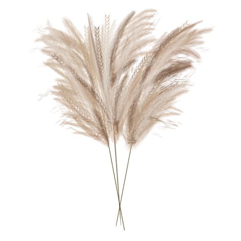 Dried Pampas PNG Image, Dried Pampas Grass Stems, Pampas, Dried Flowers, Home Decor PNG Image ...