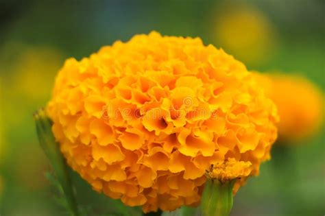 French Marigolds Background. Orange Floral Background. Orange Marigolds. Orange French Marigold ...