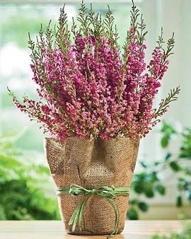 Care of Indoor Potted Heather Plants | Gardener's Supply