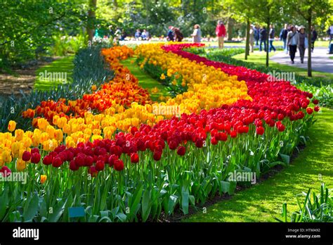 Colorful tulips in the Keukenhof park, Holland Stock Photo - Alamy