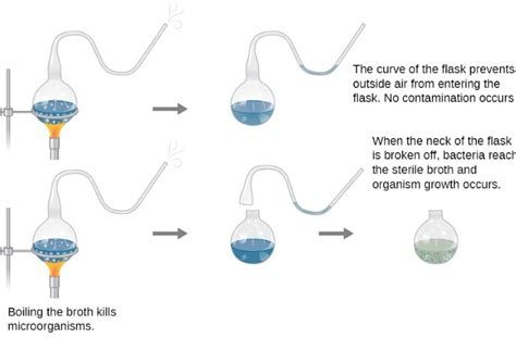 12 Biogenesis Examples – StudiousGuy