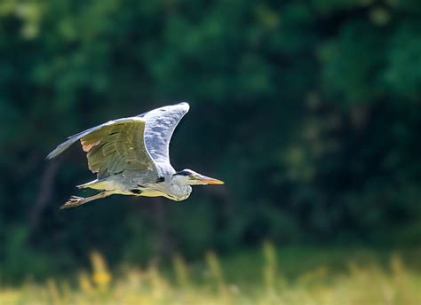 Grey Heron Bird Flying - Free photo on Pixabay - Pixabay