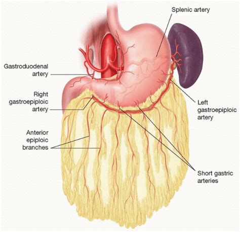 Omental Flap for Pelvic Floor Reconstruction | Plastic Surgery Key